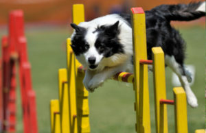 agilitydog2